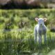 white sheep near the brown board