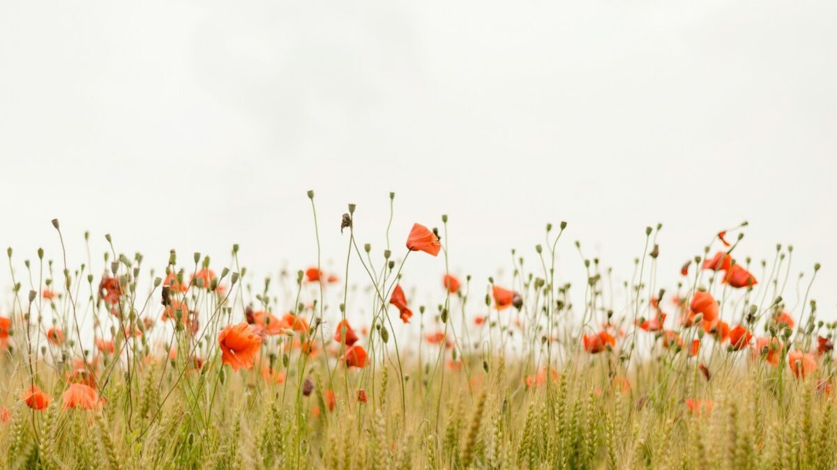orange flowers