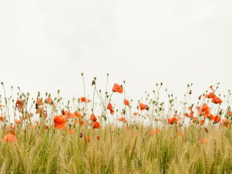 orange flowers