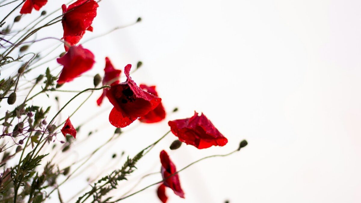 macro photography of red flowers