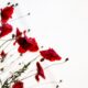 macro photography of red flowers