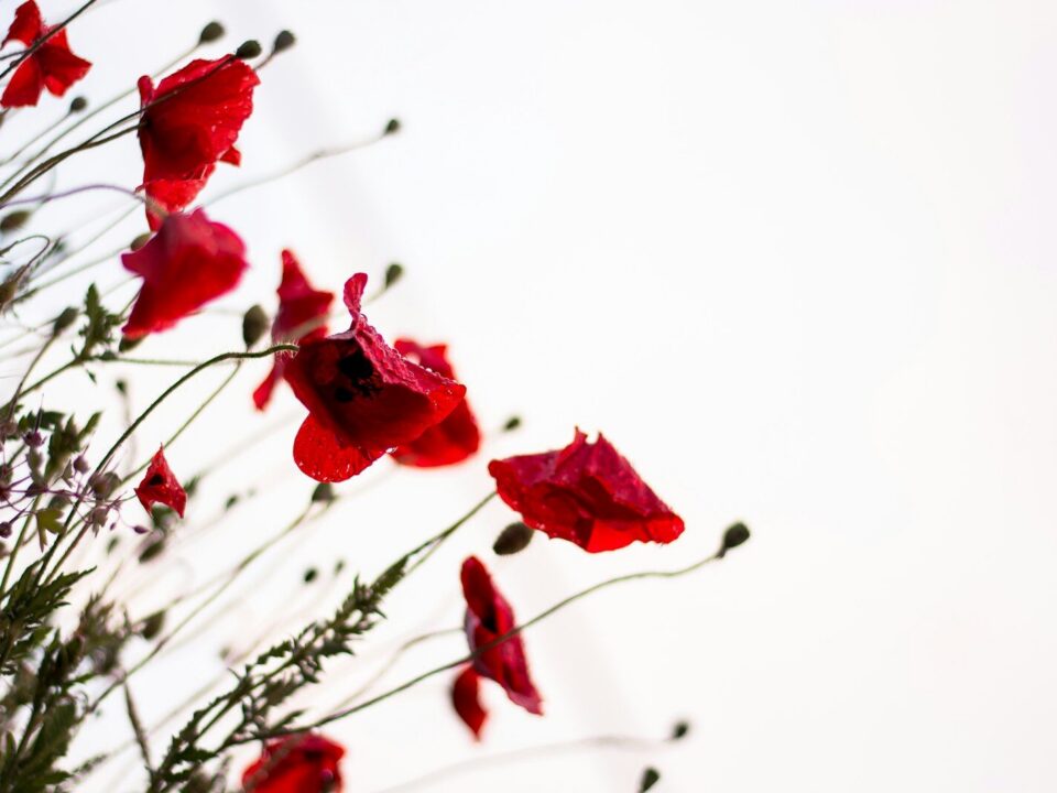 macro photography of red flowers