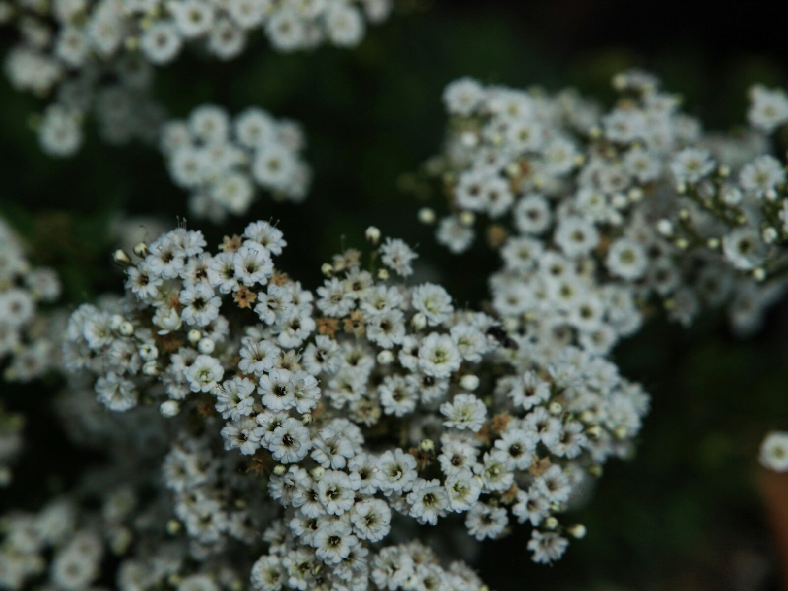 Here's a caption: white flowers bloom in a close-up shot.