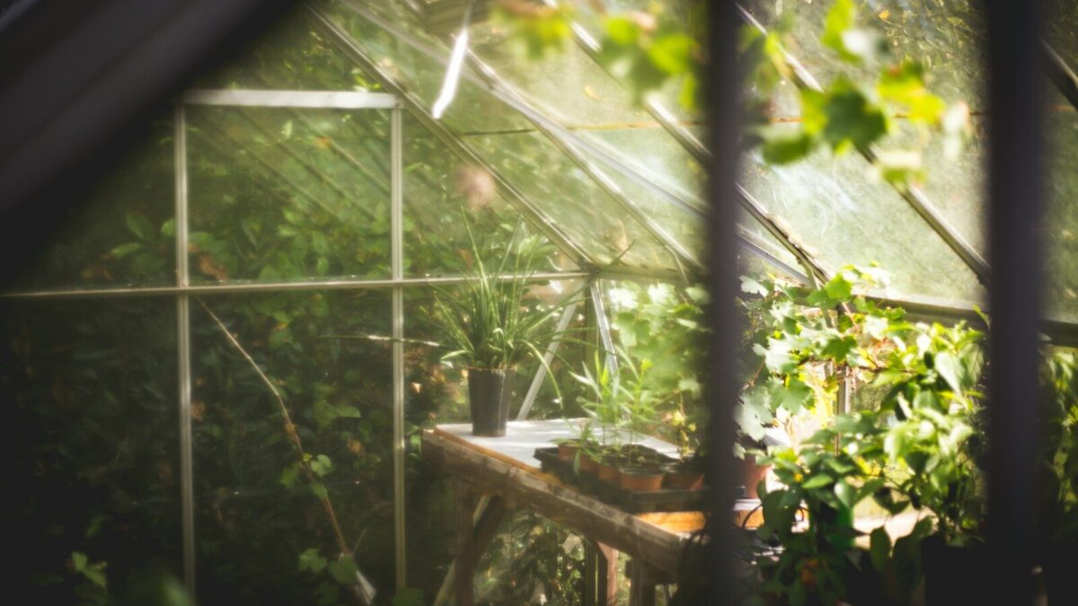 Potted plants on a wooden workbench inside a sunlit glass greenhouse
