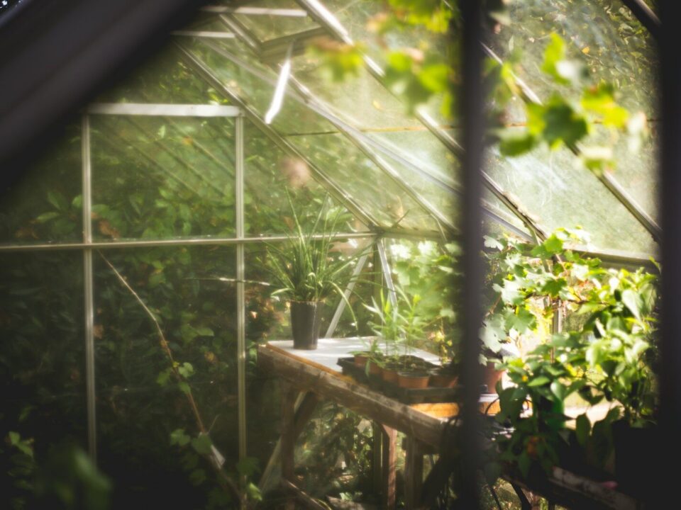 Potted plants on a wooden workbench inside a sunlit glass greenhouse