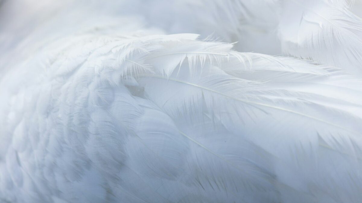 person taking photo of white feather