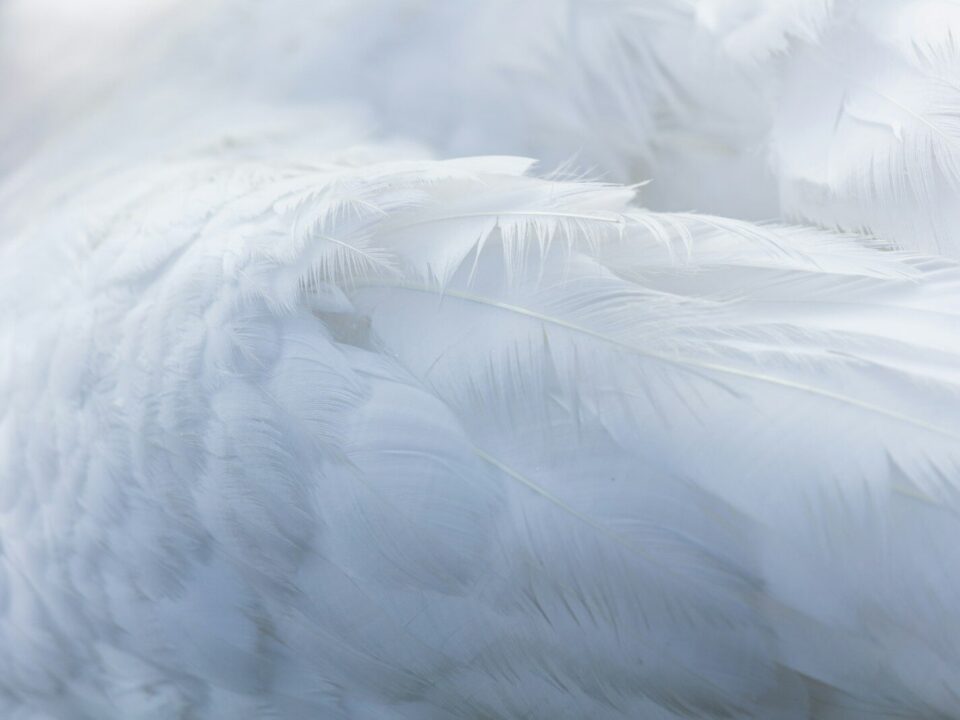 person taking photo of white feather