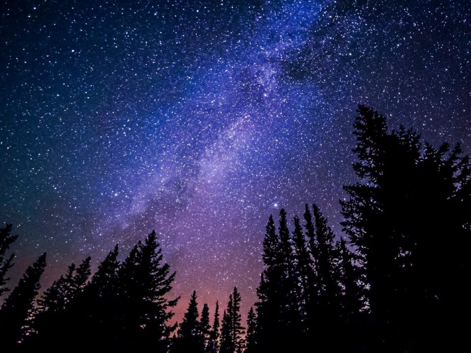 worm's eye view of trees during night time