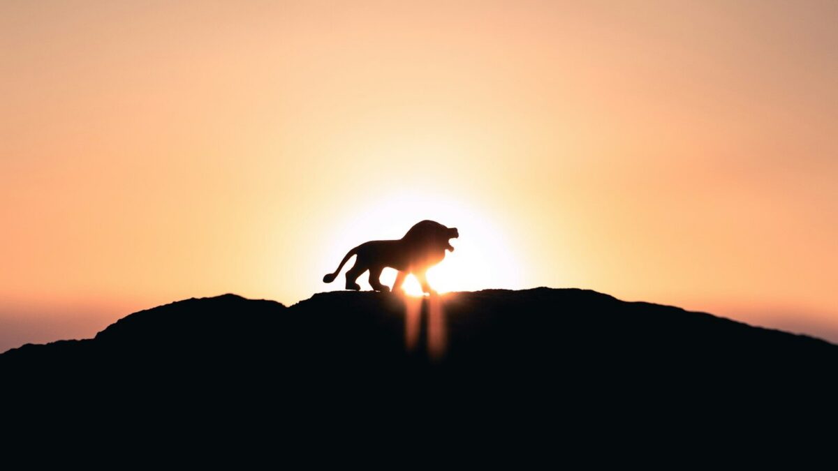 lion roaring on top of mountain during golden hour