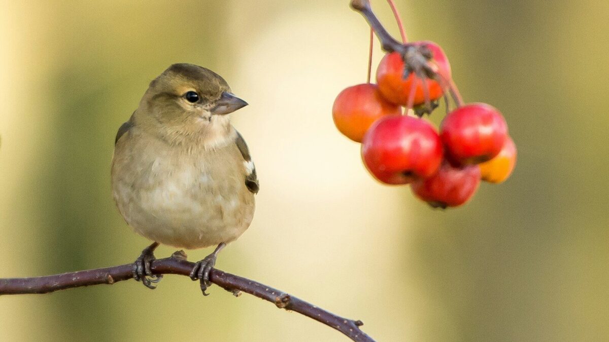 brown sparrow perched near red fruits