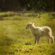 white lamb on green grassland during daytime