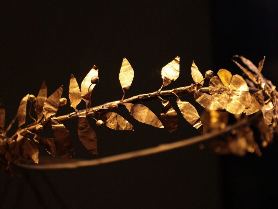 a close up of a plant with leaves on it