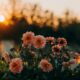 selective focus photo of pink petaled flowers