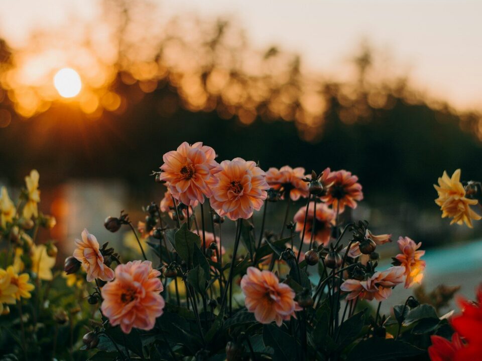 selective focus photo of pink petaled flowers