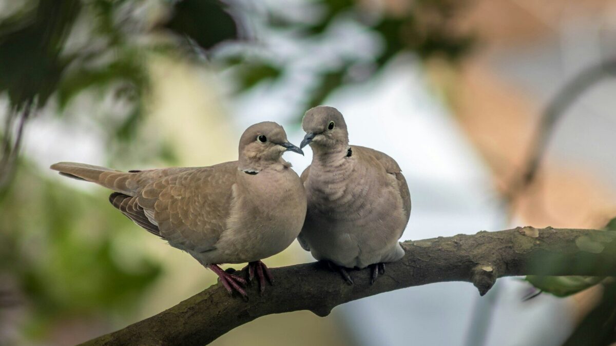 white and brown bird on brown tree branch