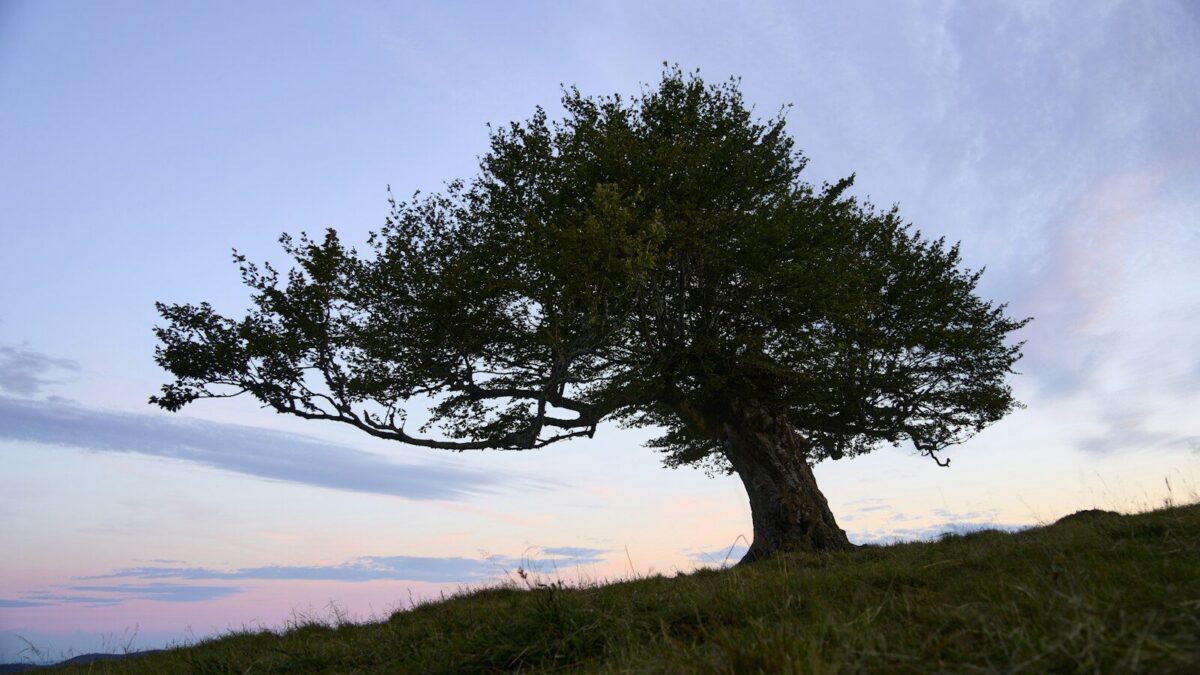 A lone tree on a grassy hill at dusk