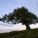 A lone tree on a grassy hill at dusk