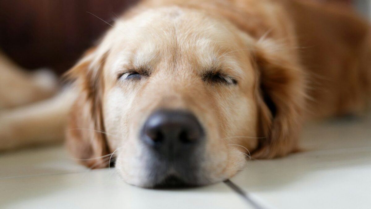 brown Labrador Retriever lying on floor