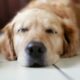 brown Labrador Retriever lying on floor