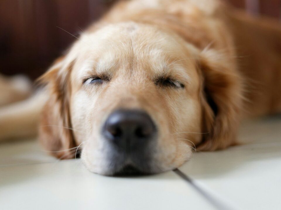 brown Labrador Retriever lying on floor