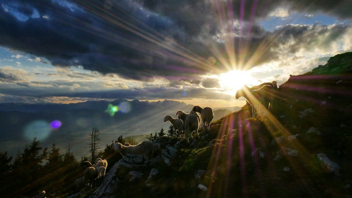 sun rays peak through clouds over herd of goats on hill